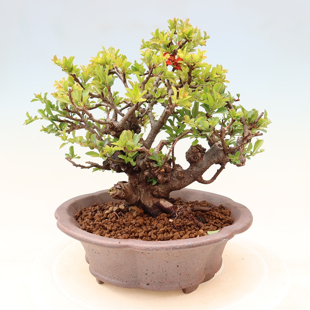 Bonsai voor buiten - Chaneomeles speciosa Chojubai