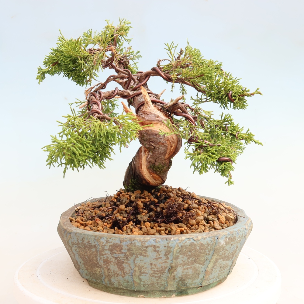 Bonsai voor buiten - Juniperus chinensis Itoigawa-Juniperus chinensis