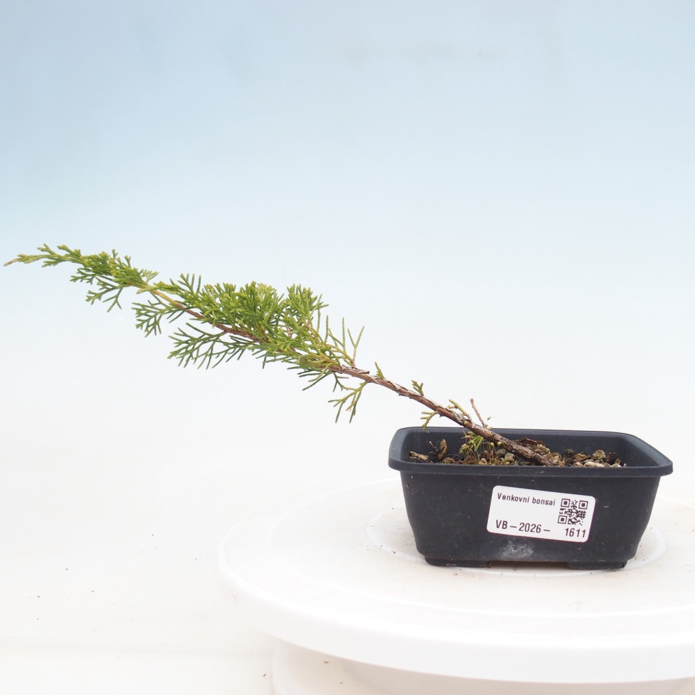 Bonsai voor buiten - Juniperus chinensis Itoigawa