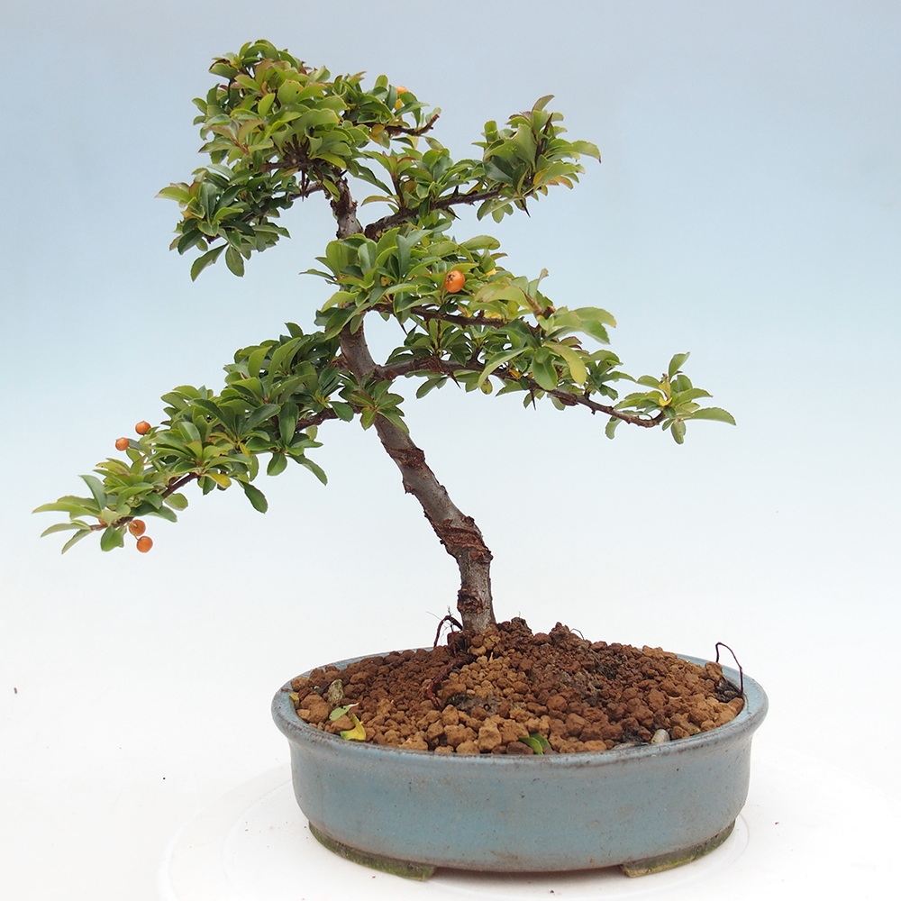 Bonsai-Pyracantha Teton voor buiten -Hlox