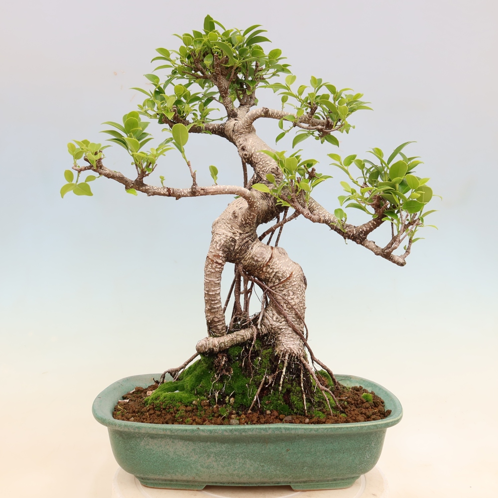 Kamerbonsai - Ficus kimmen - kleinbladige ficus