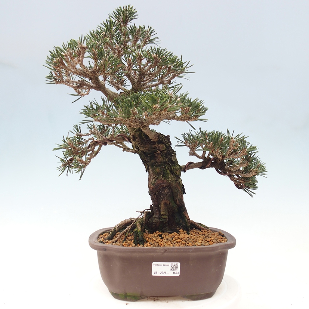 Bonsai voor buiten - Pinus thunbergii Kotobuki - Thunberg den