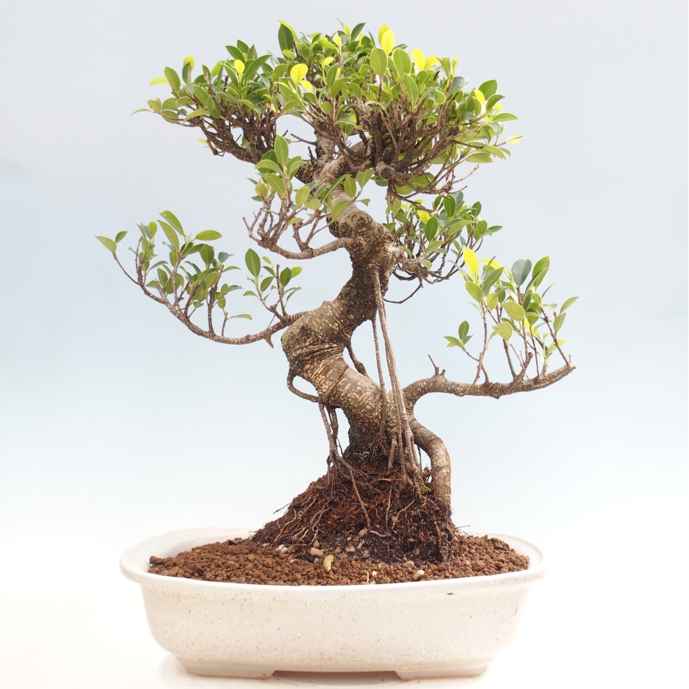 Kamerbonsai - Ficus kimmen - kleinbladige ficus