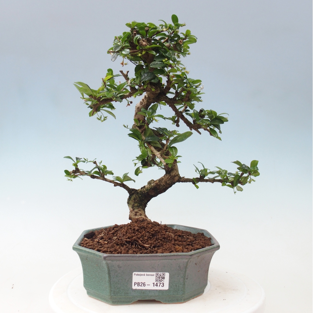Kamerbonsai - Carmona macrophylla - Thee fuki