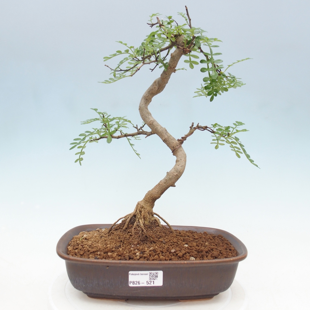 Kamerbonsai - Zantoxylum piperitum - peperboom