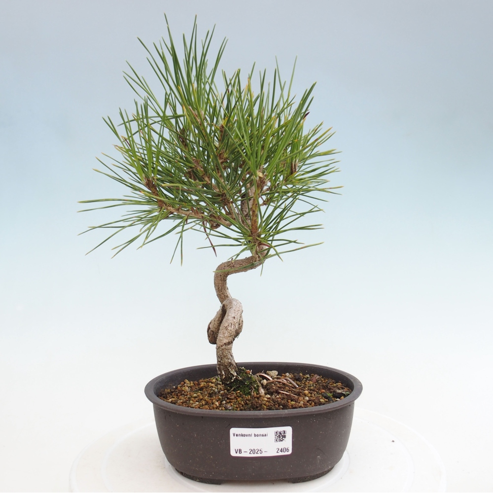 Bonsai voor buiten - Pinus thunbergii - Thunberg den