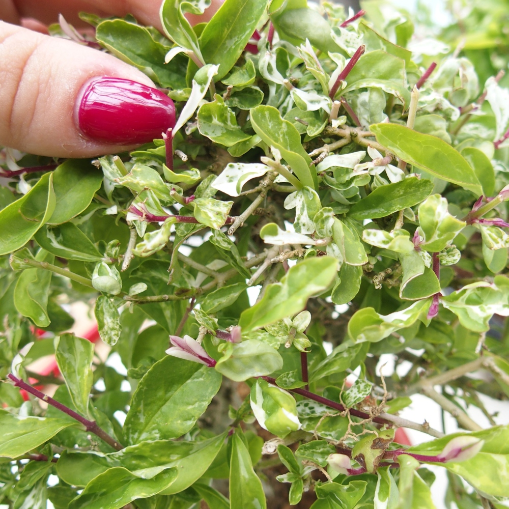 Bonsai voor buiten - Ligustrum obtusifolium