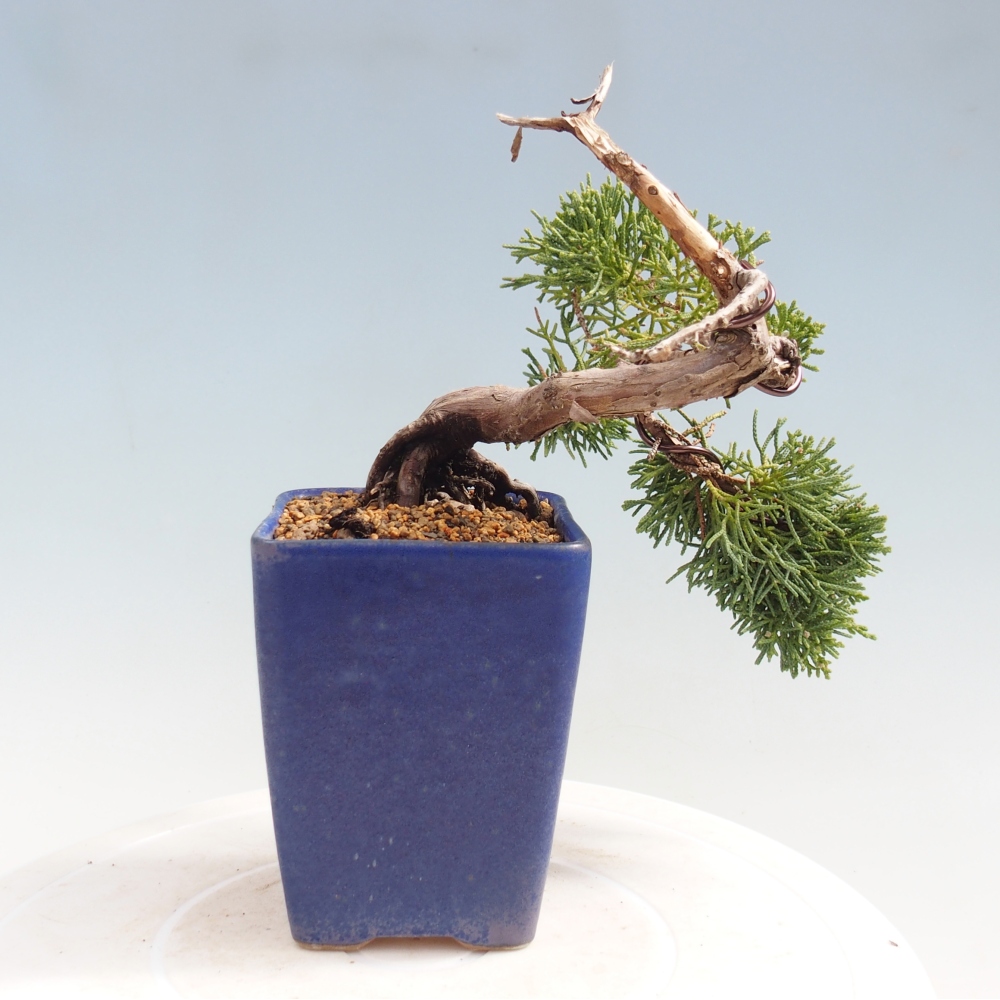 Bonsai voor buiten - Juniperus chinensis Kishu