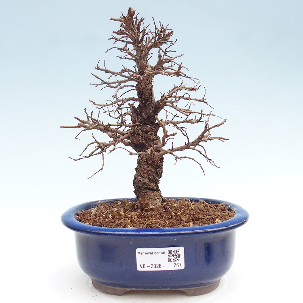 Bonsai voor buiten - Zelkova - Zelkova NIRE
