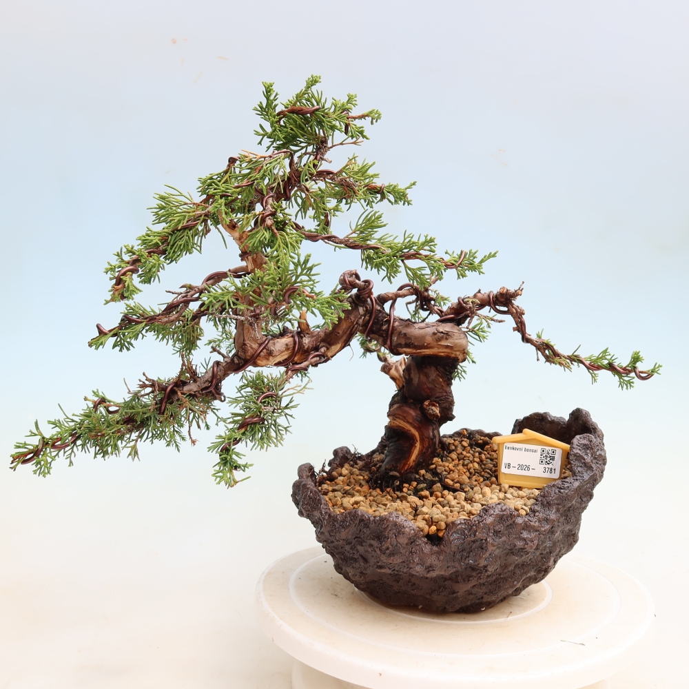 Bonsai voor buiten - Juniperus chinensis Itoigawa-Juniperus chinensis