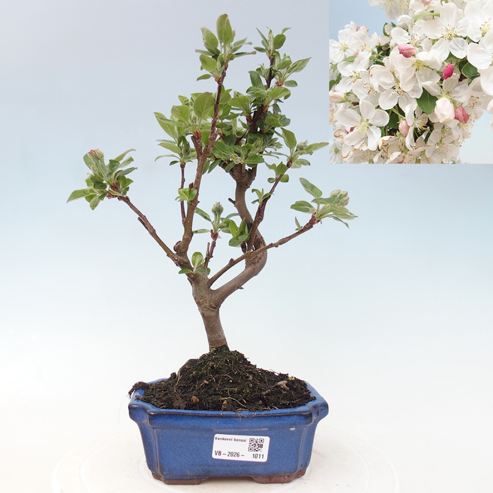 Bonsai voor buiten -Malus halliana - Appelboom met kleine vruchten