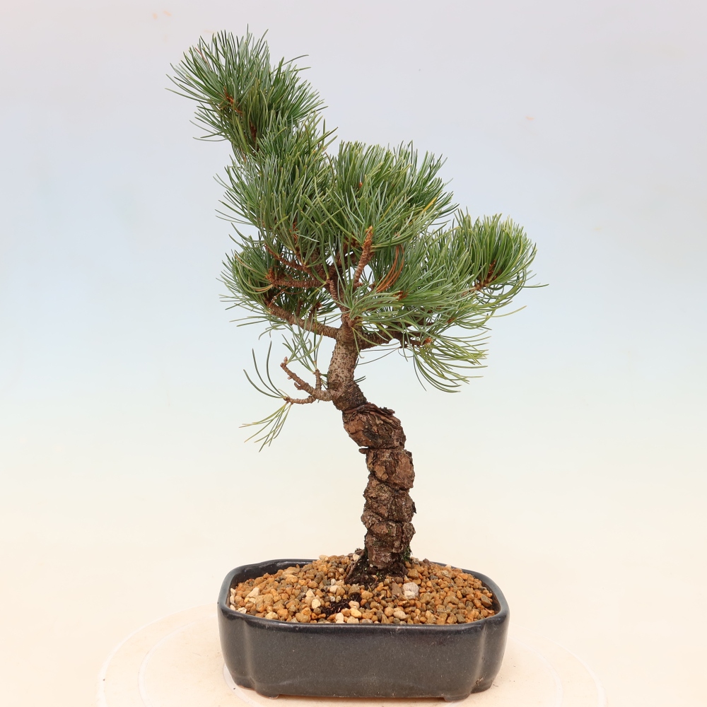 Bonsai voor buiten - Pinus parviflora - Pinus parviflora