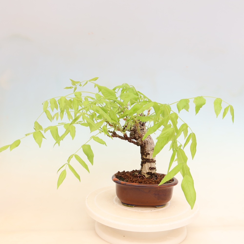 Bonsai voor buiten - Wisteria floribunda