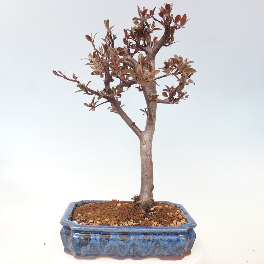 Bonsai voor buiten -Malus domestica - Roodbladige appelboom met kleine vruchten