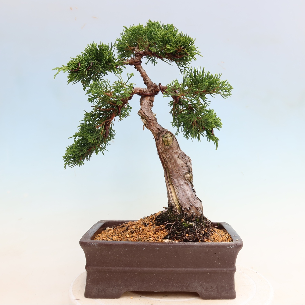 Bonsai voor buiten - Juniperus chinensis Itoigawa-Juniperus chinensis