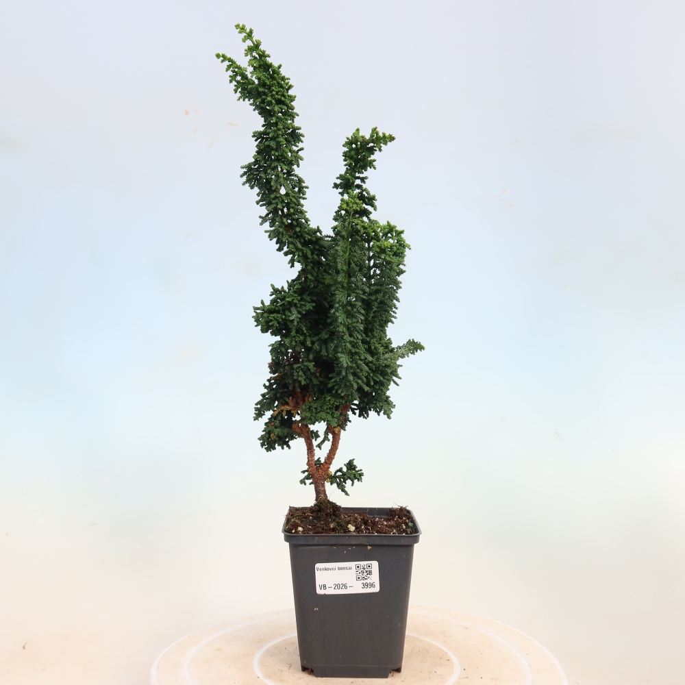 Bonsai voor buiten - Cham. obtusa SEKKA HINOKI - Cipres