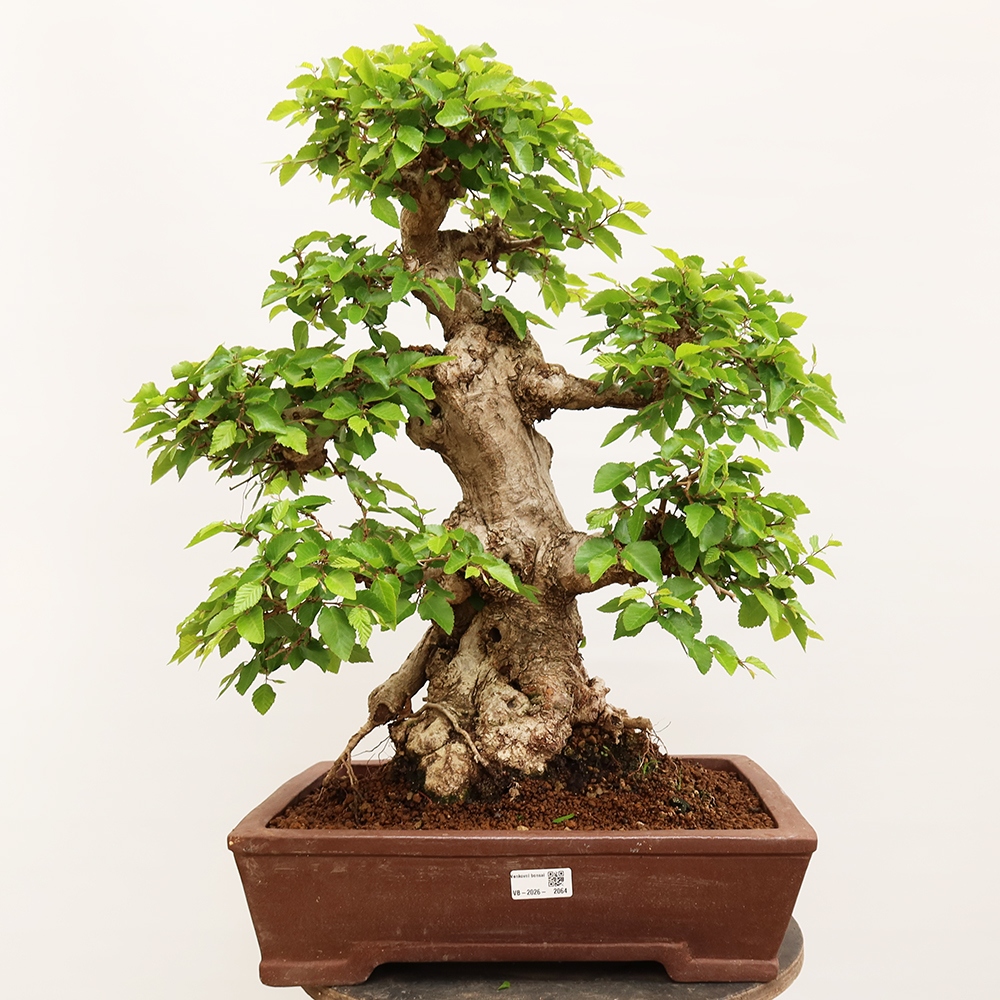 Bonsai voor buiten -Carpinus Coreana - Koreaanse haagbeuk