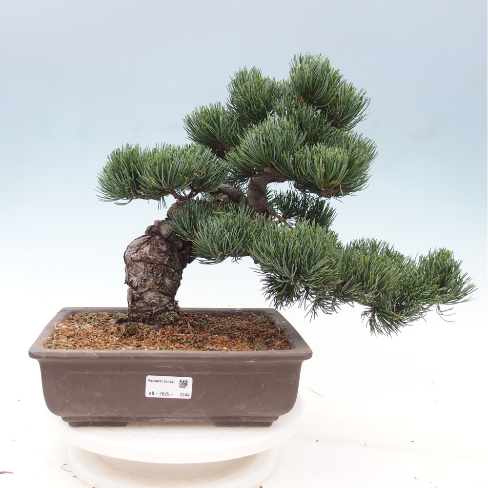 Bonsai voor buiten - Pinus parviflora - Pinus parviflora