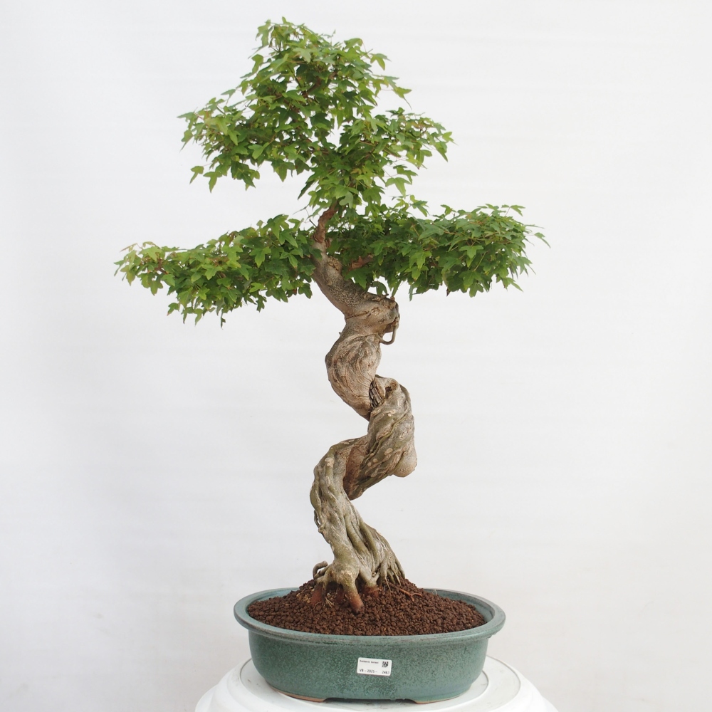 Bonsai voor buiten - Acer Buergerianum - Burgeresdoorn