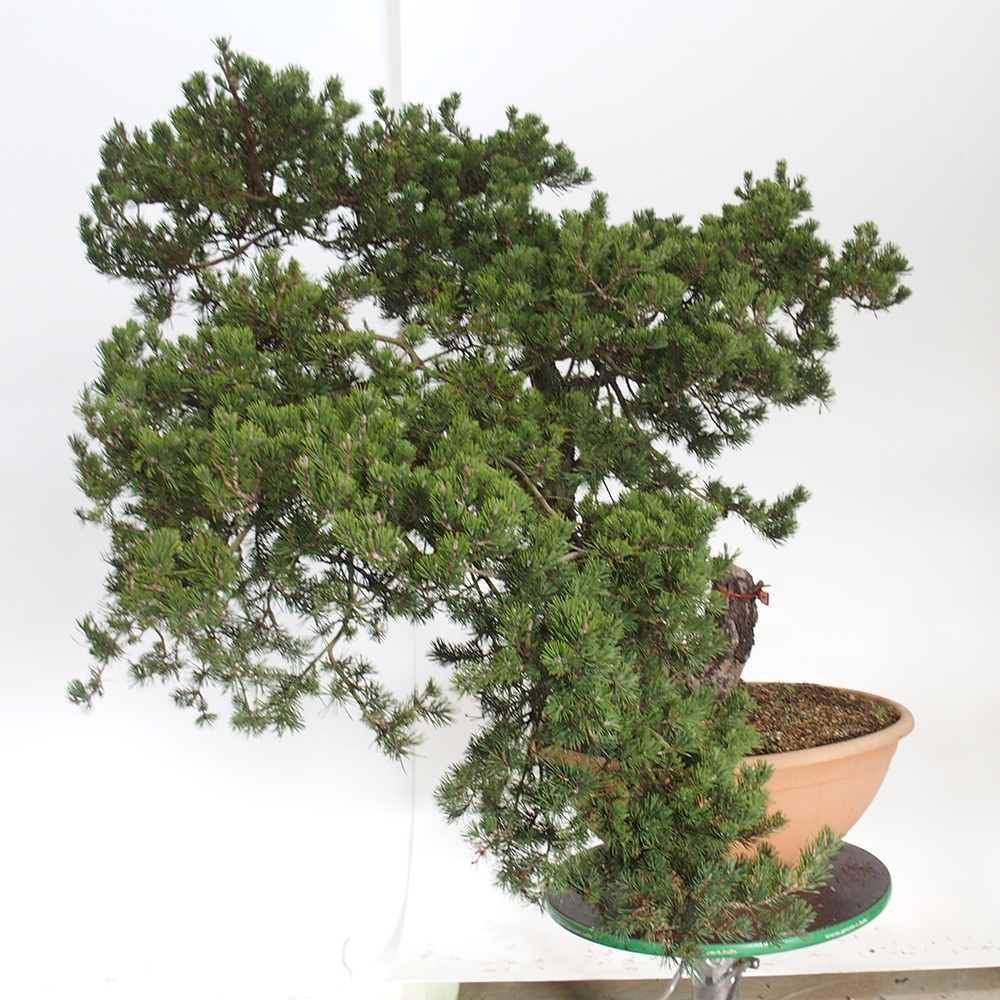 Yamadori - Pinus sylvestris Spanje