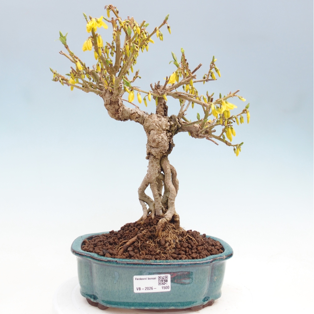 Bonsai voor buiten - Zlatice - Forsythia koreana