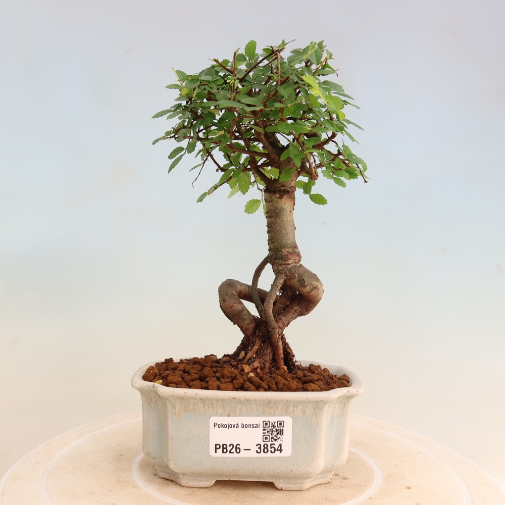 Kamerbonsai - Ulmus parvifolia - Winteriep