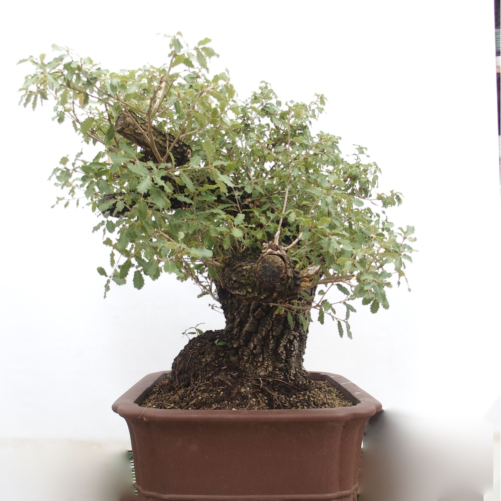 Yamadori - Quercus Ilex -Oakhulst