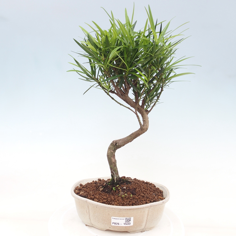 Kamerbonsai - Podocarpus - Taxus