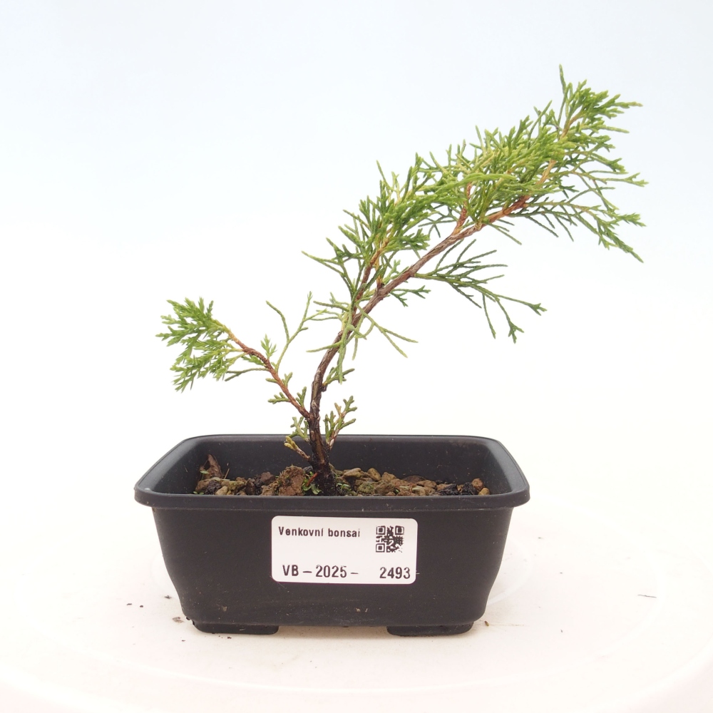 Bonsai voor buiten - Juniperus chinensis Itoigawa