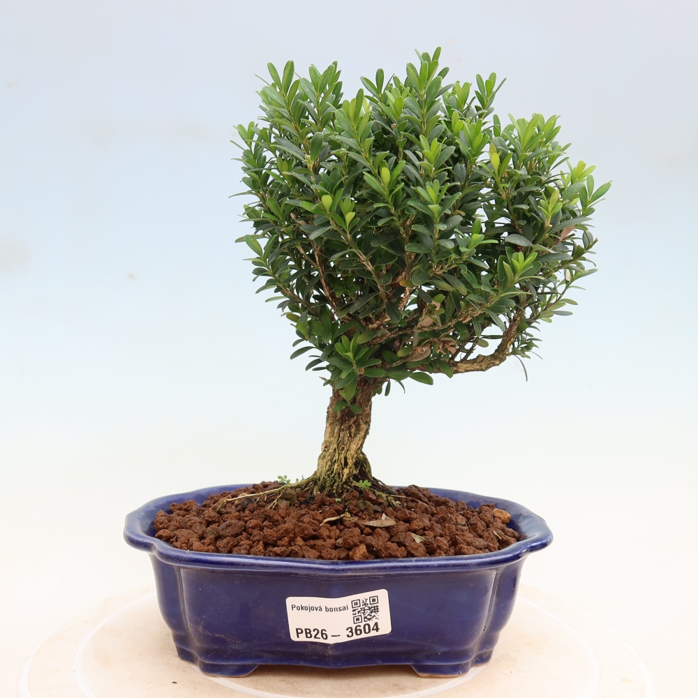Kamerbonsai - Buxus harlandii - kurk buxus