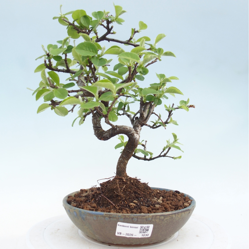 Bonsai voor buiten - Chaneomeles chinensis