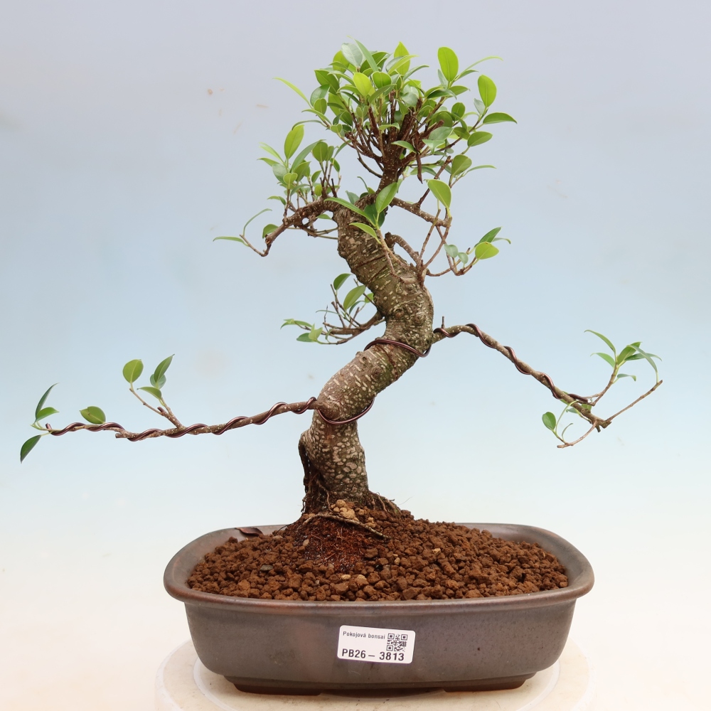 Kamerbonsai - Ficus kimmen - kleinbladige ficus