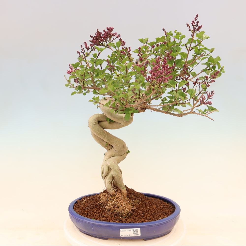 Bonsai voor buiten - Syringa microphylla - kleinbloemige sering