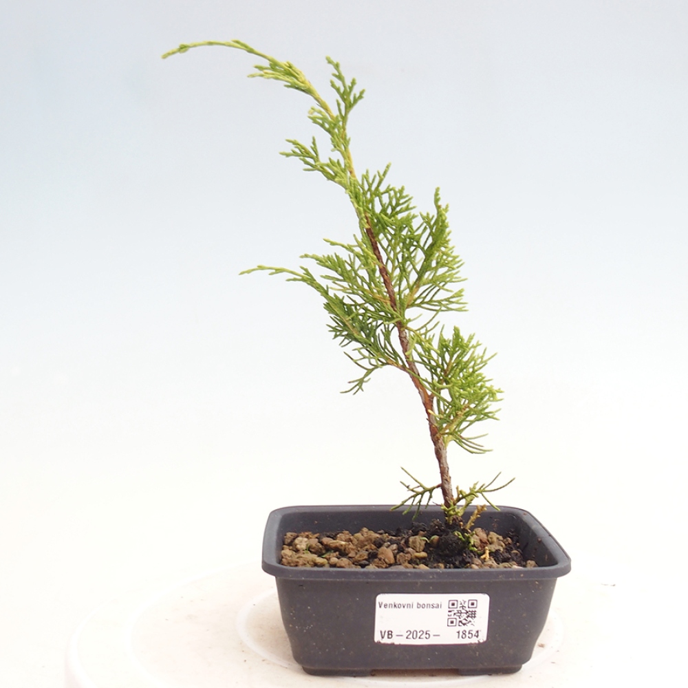 Bonsai voor buiten - Juniperus chinensis Itoigawa