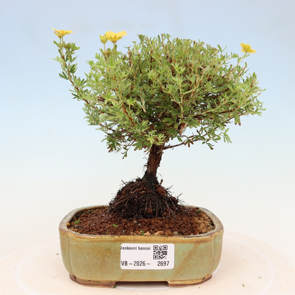 Bonsai voor buiten – Struikpotentilla – Potentilla fruticosa ‘Goldkissen’
