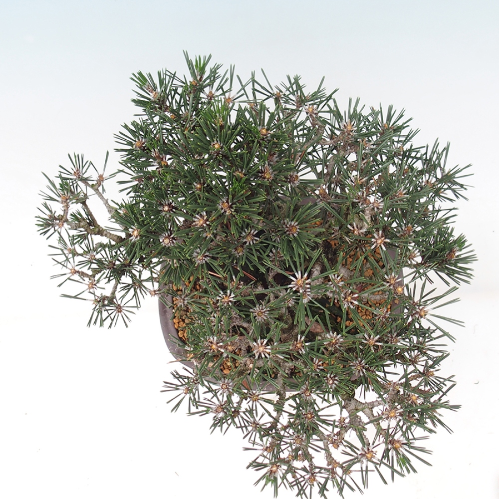 Bonsai voor buiten - Pinus thunbergii Kotobuki - Thunberg den