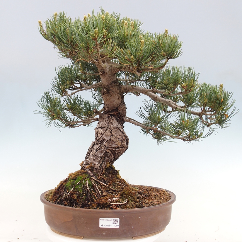 Bonsai voor buiten - Pinus parviflora - Pinus parviflora