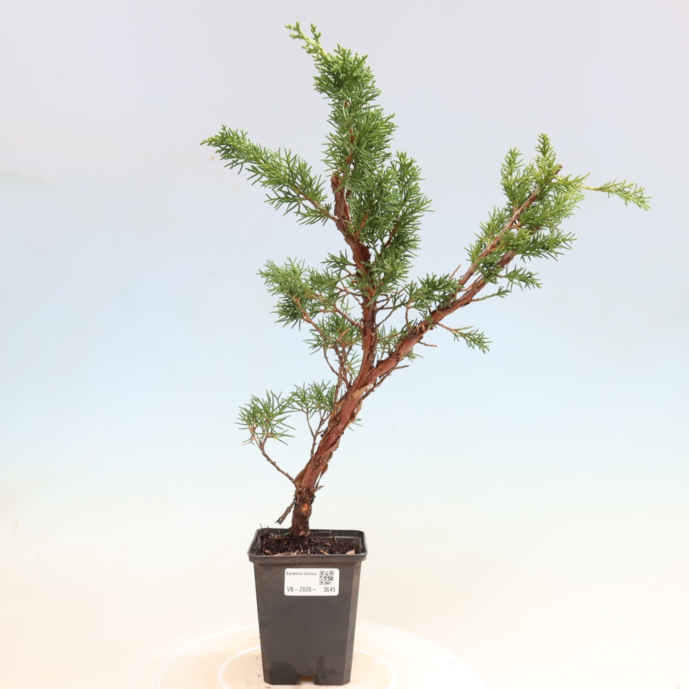 Bonsai voor buiten - Juniperus chinensis Kishu