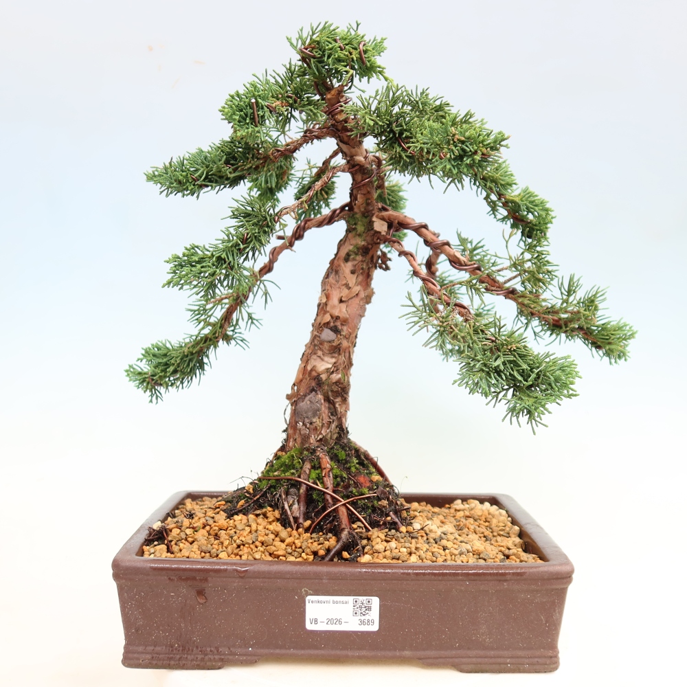 Bonsai voor buiten - Juniperus chinensis Kishu