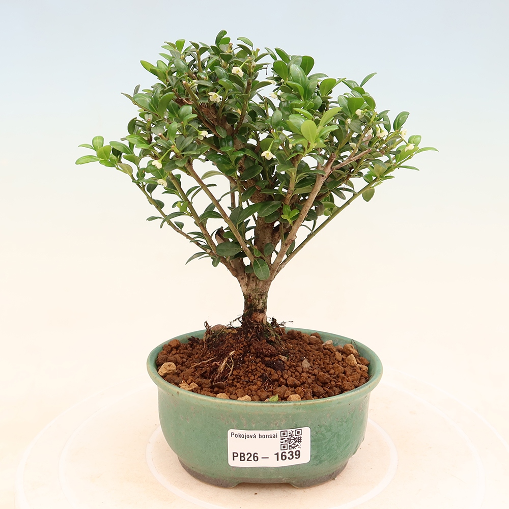 Kamerbonsai - Ilex crenata - Hulst
