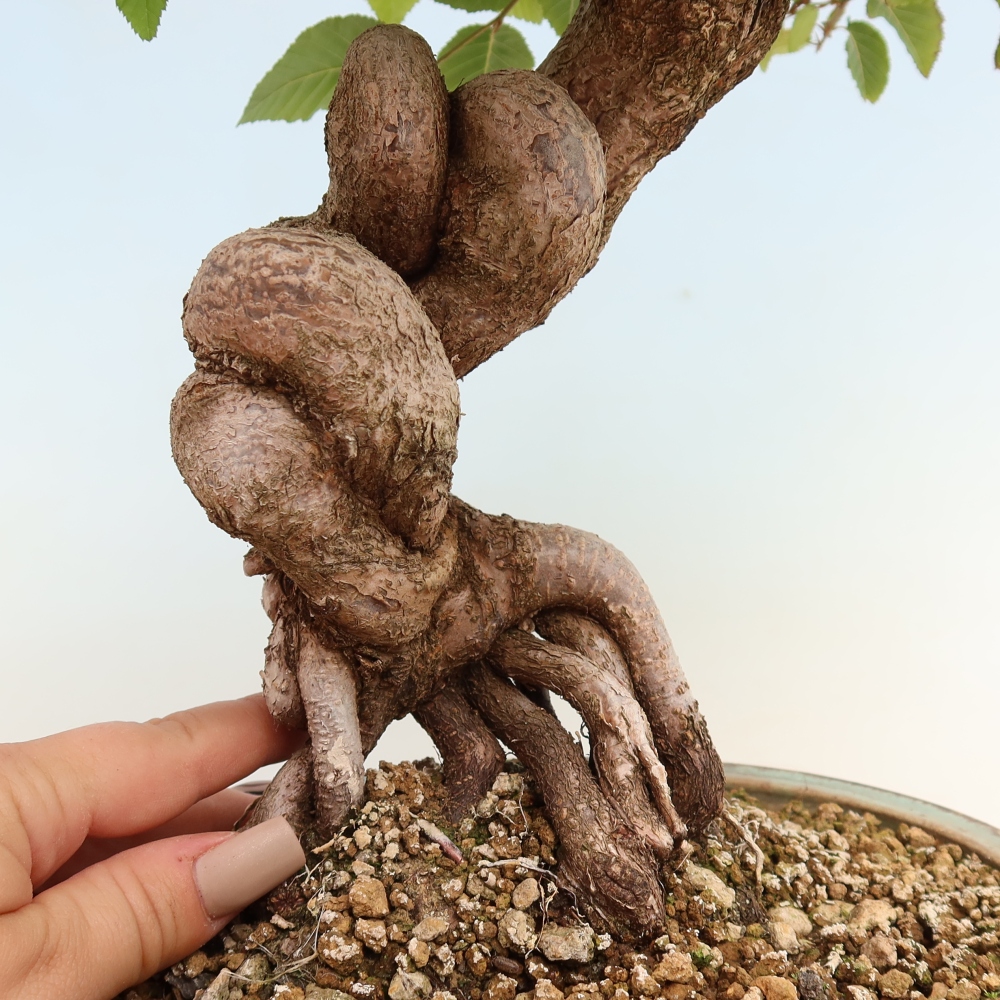 Bonsai voor buiten -Carpinus CARPINOIDES - Koreaanse haagbeuk