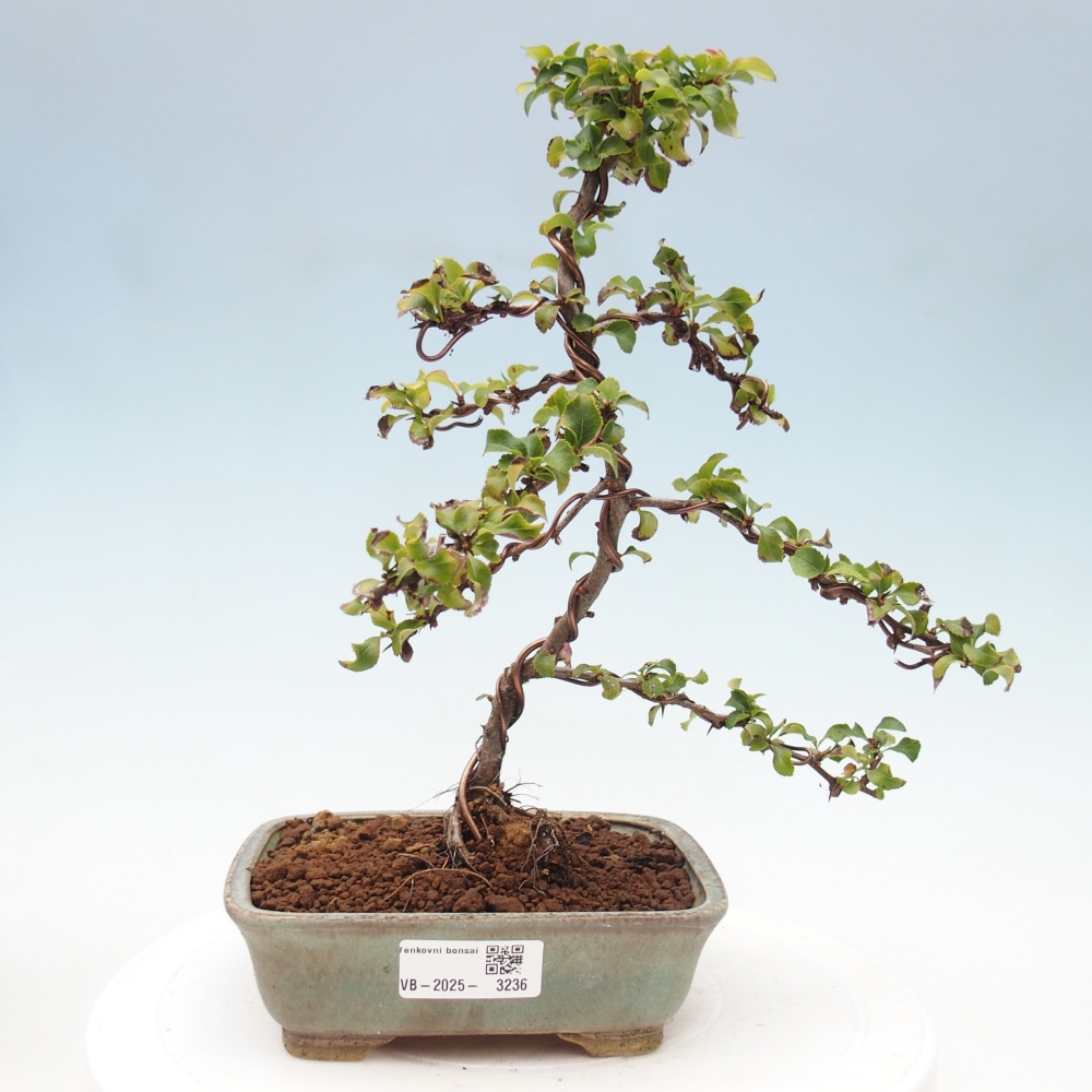 Bonsai voor buiten - Chaneomeles s. Red Joy - Kweepeer