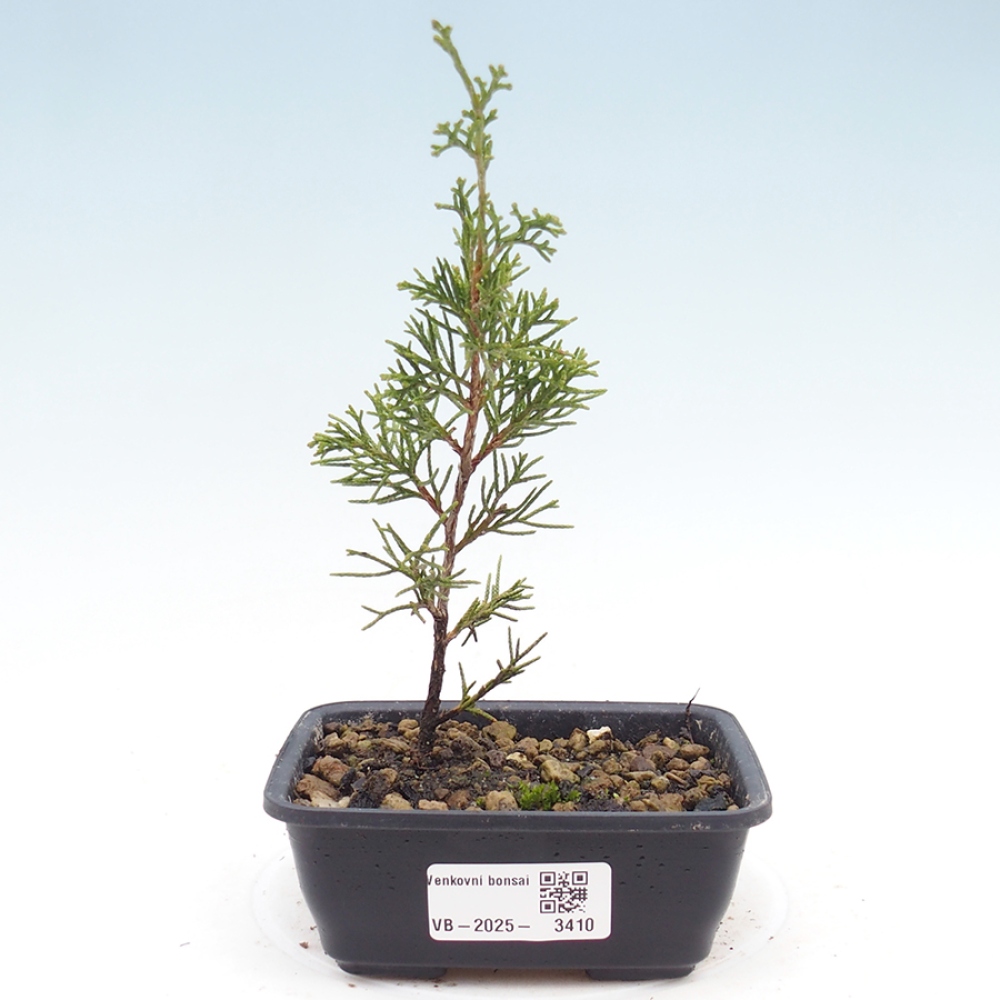 Bonsai voor buiten - Juniperus chinensis Itoigawa