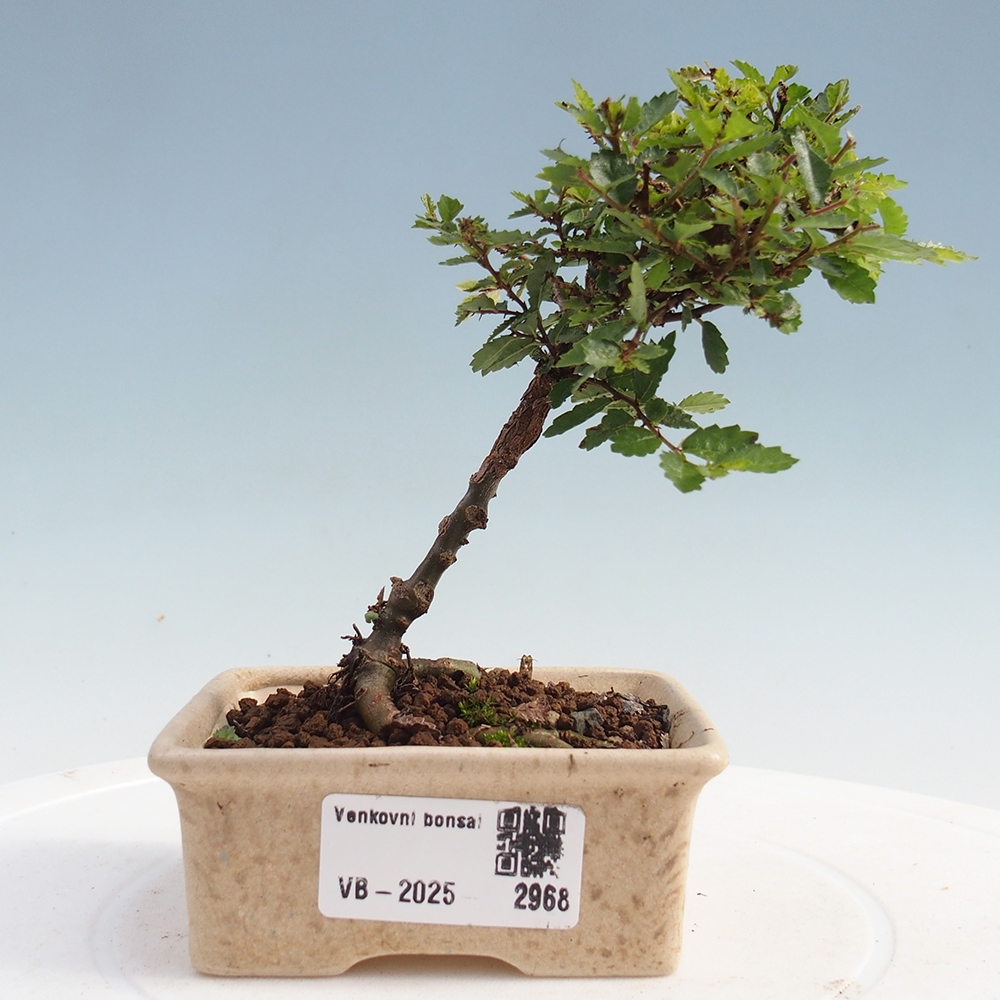Bonsai voor buiten - Ulmus parvifolia Sagei - Kleinbladige iep