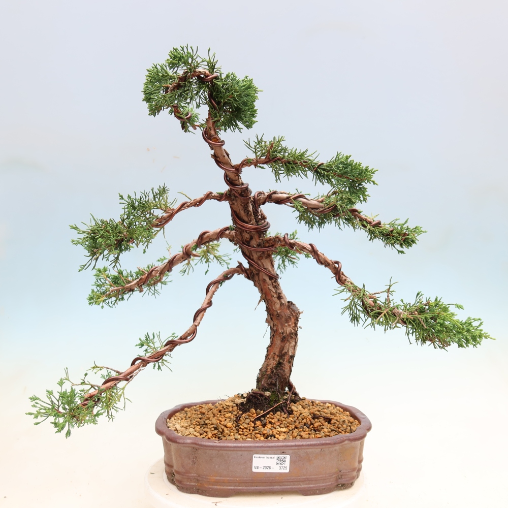 Bonsai voor buiten - Juniperus chinensis Kishu