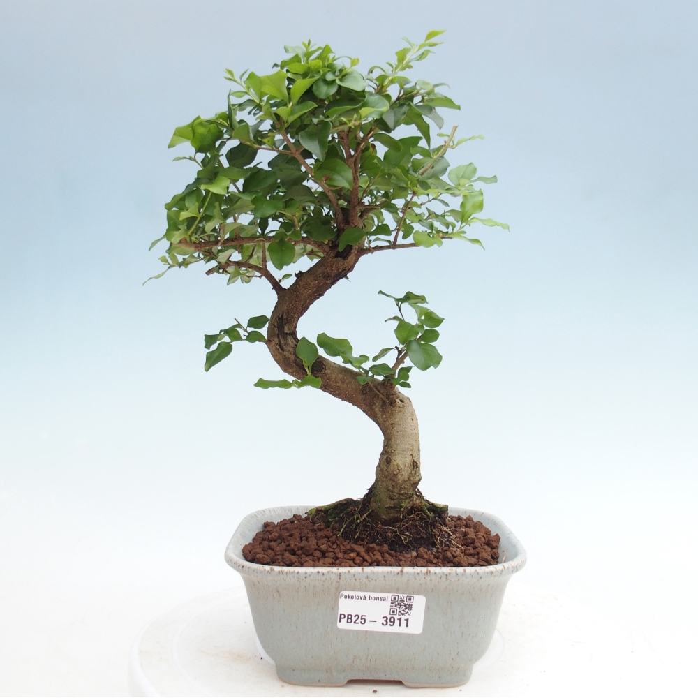 Kamerbonsai -Ligustrum chinensis - Vogelsnavel