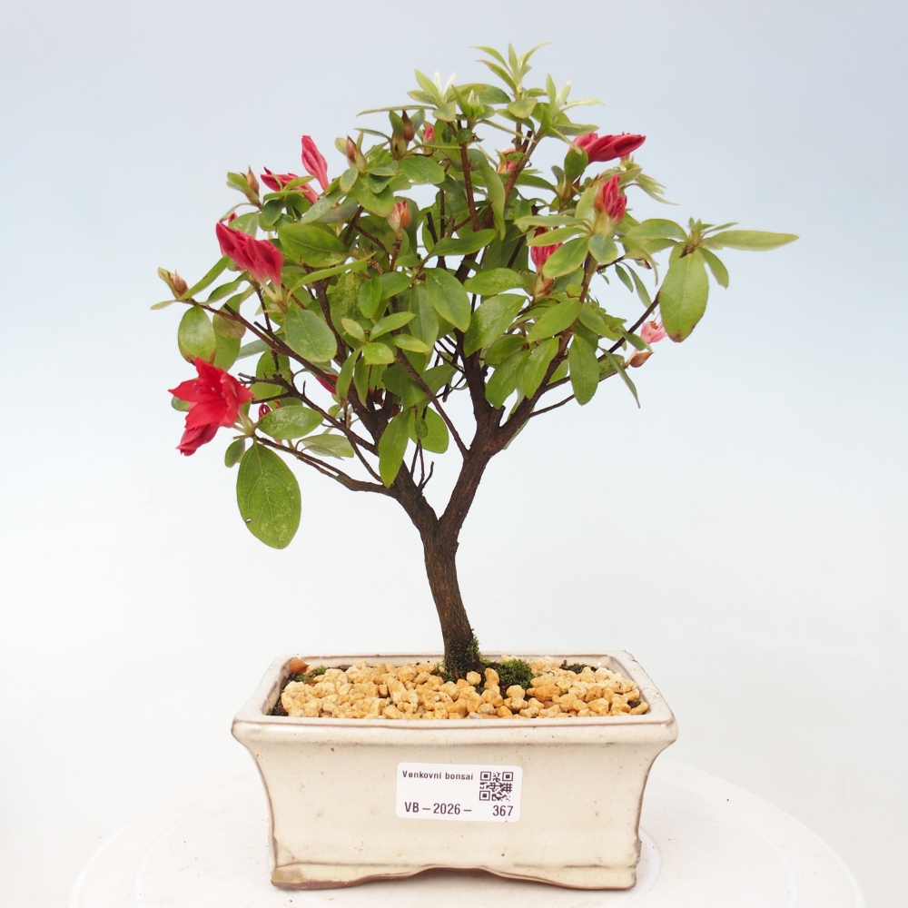 Bonsai voor buiten - Japanse azalea - Azalea sp.