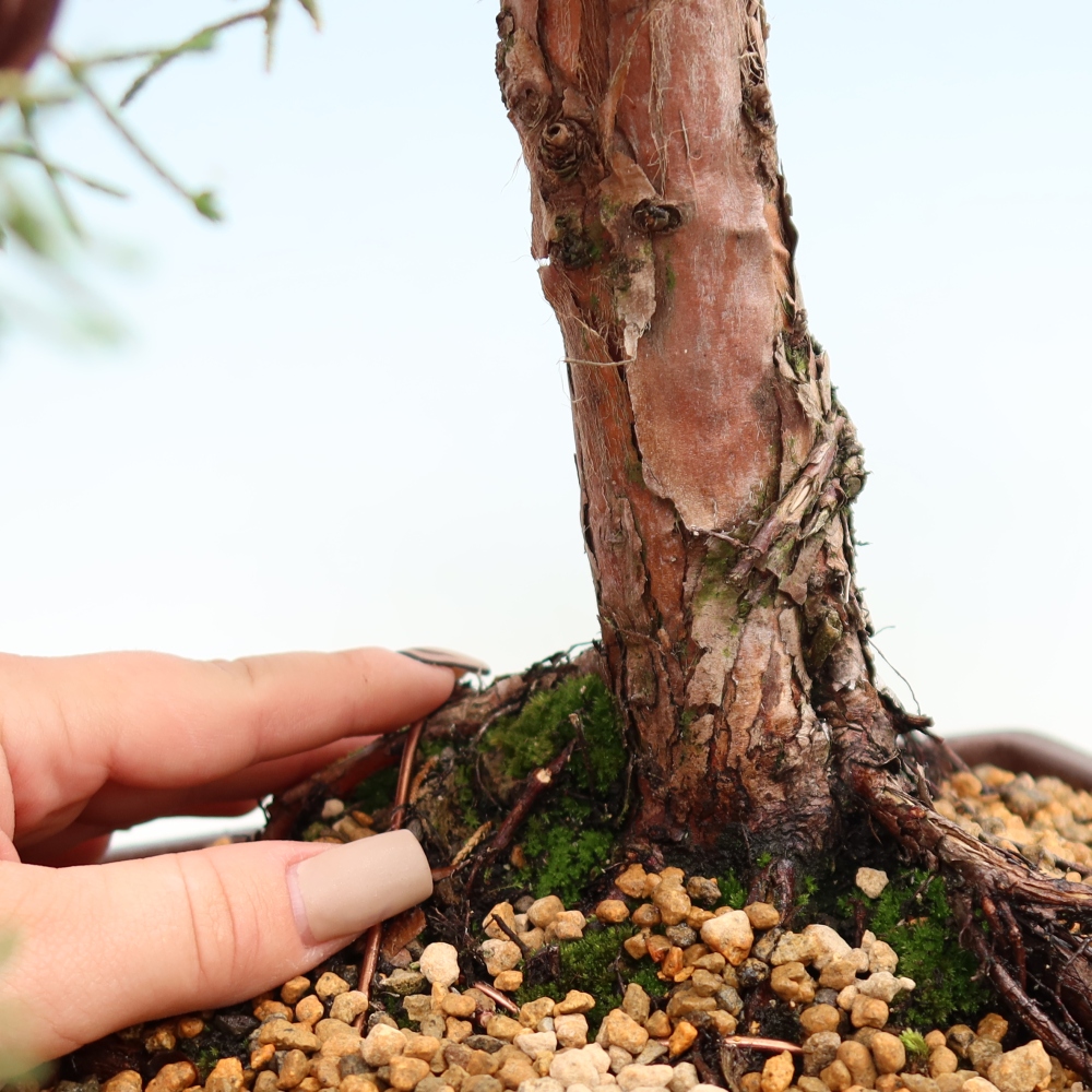 Bonsai voor buiten - Juniperus chinensis Kishu