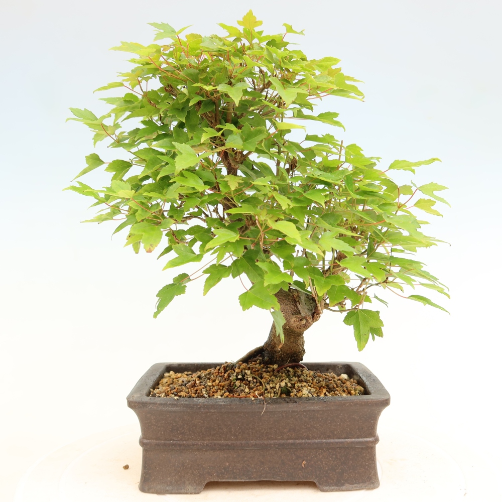 Bonsai voor buiten - Esdoorn Burger - Acer Burgerianum