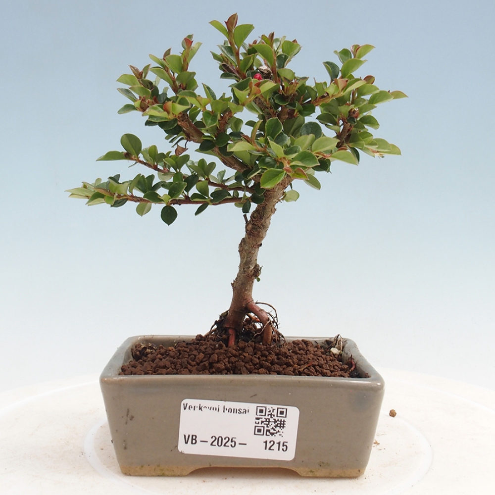 Bonsai voor buiten - Cotoneaster horizontalis - Rocky Mountain